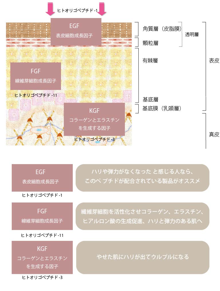 成長因子の説明